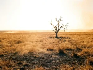 Dead tree silhouetted against a bleached sky over sun-scorched golden grassland with cracked earth and heat shimmer at midday.